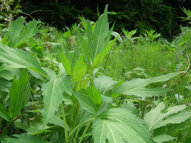 �n�i�K�T�M�N