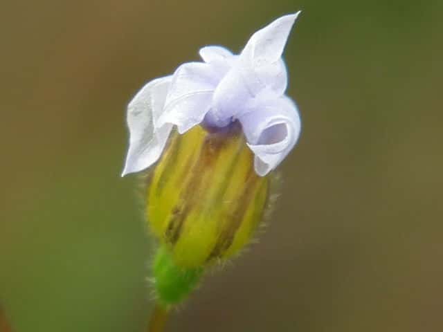 �I�I�j���[�L�V���E