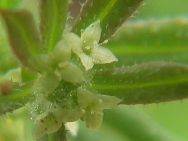 ���G���O��