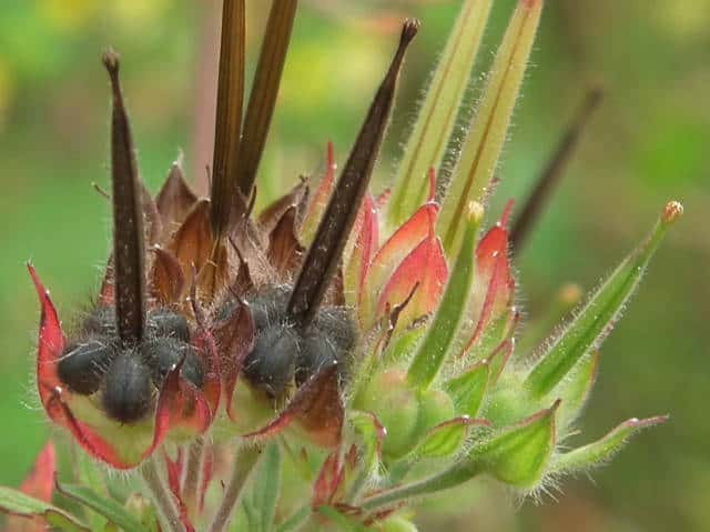 �A�����J�t�E��