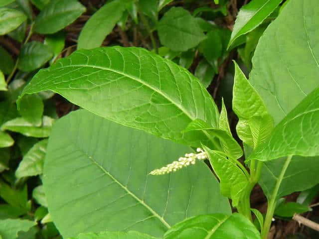 ���E�V�����}�S�{�E