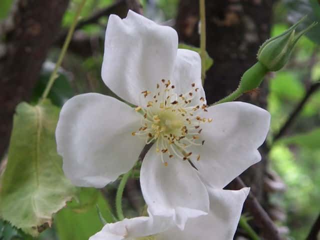 ���}�C�o��