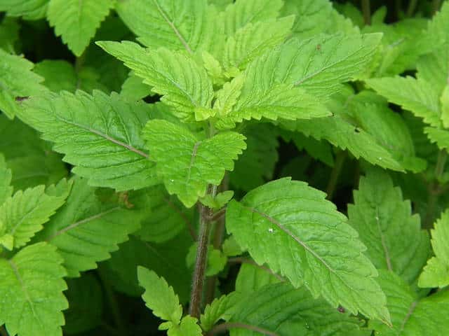 �C�k�g�E�o�i