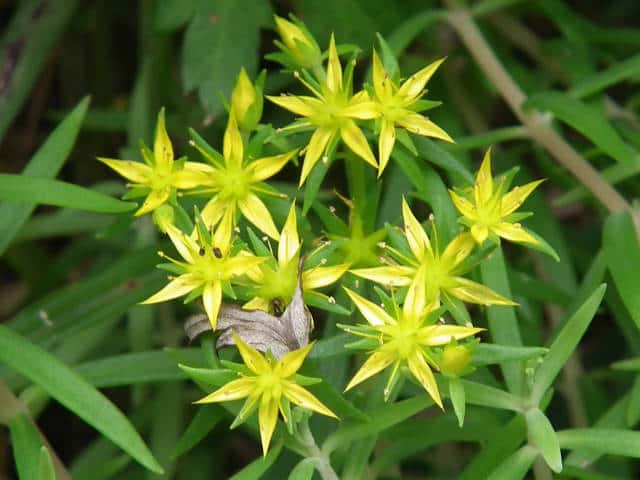 �I�m�}���l���O�T