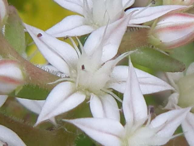 �V���W���{�V�}���l���O�T