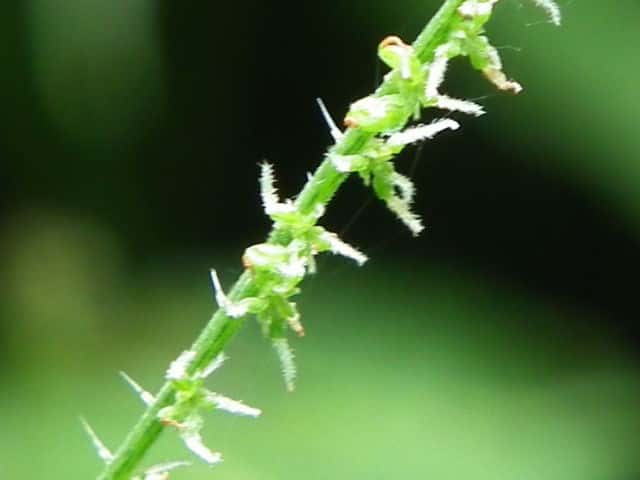 ミヤマイラクサ