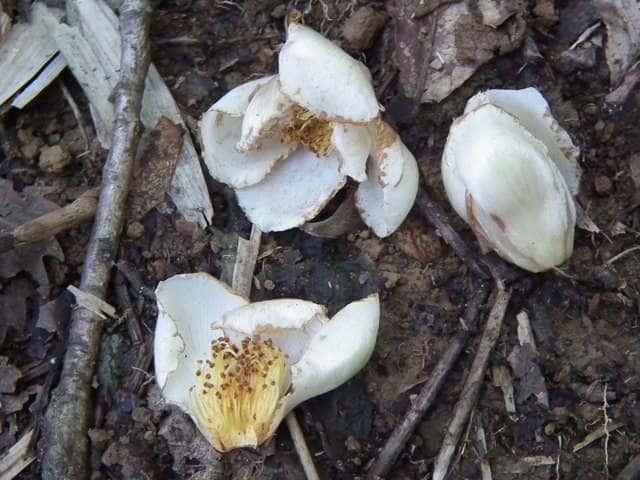 �i�c�c�o�L