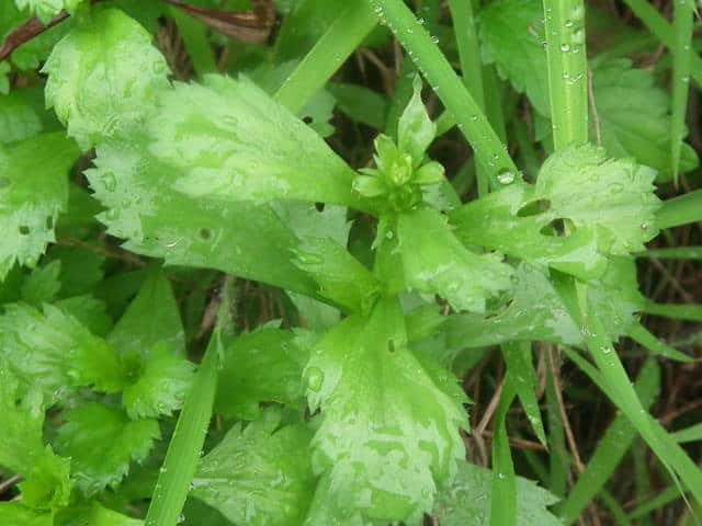 �I�g�R�����M