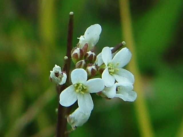 アキノタネツケバナ