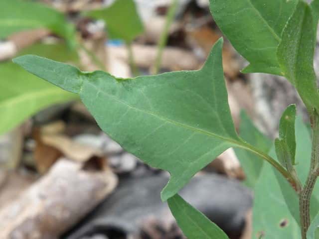 �n�}�A�J�U