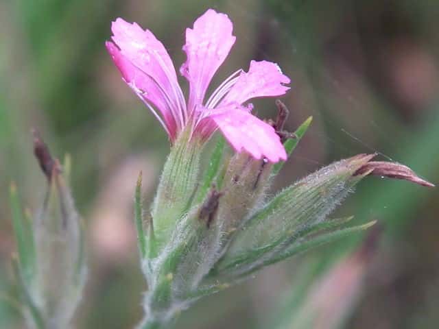 ノハラナデシコ