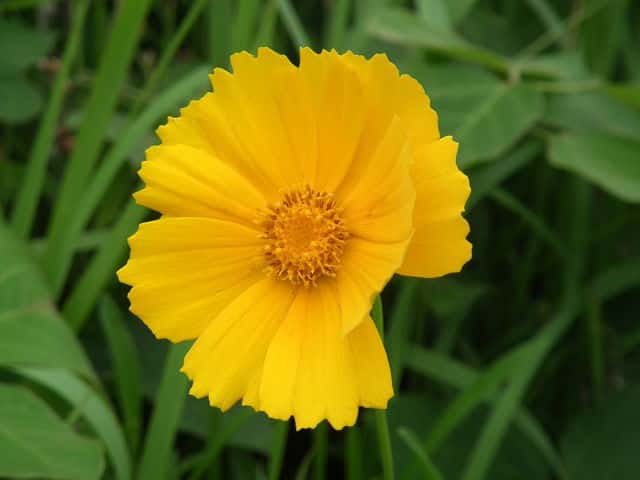 オオキンケイギク