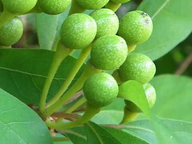 �N�����W