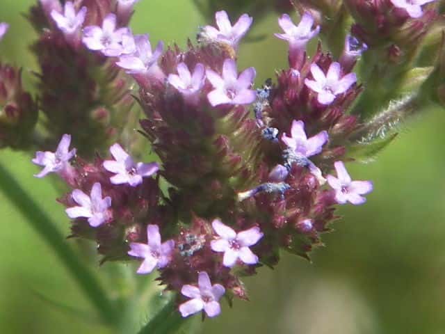 アレチハナガサ