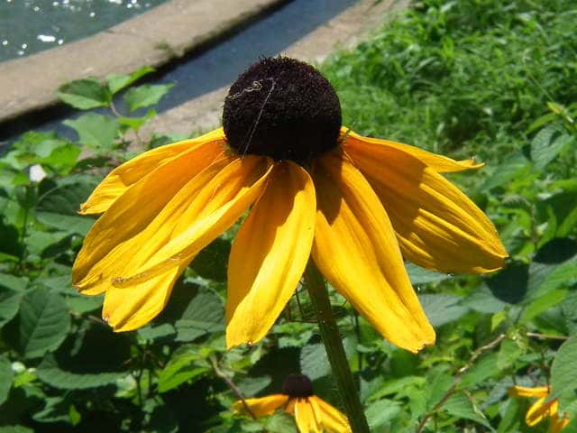 アラゲハンゴンソウ