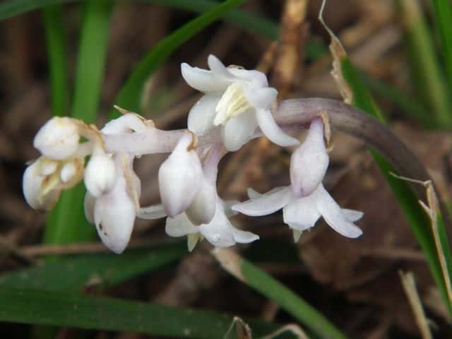 ナガバジャノヒゲ