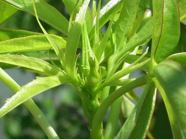 ���~�W�A�I�C