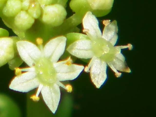 �E�`���[�j�N�T