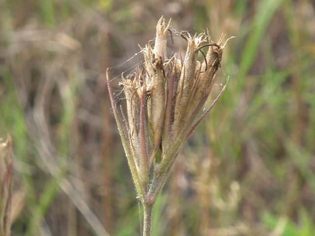 �m�n���i�f�V�R