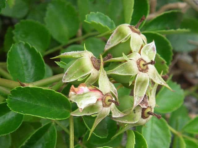 �e���n�m�C�o��