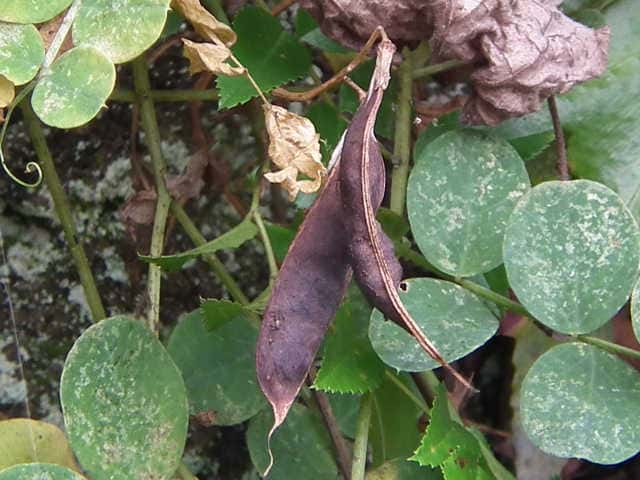 �n�}�G���h�E