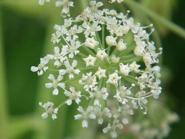 �����C�O�T