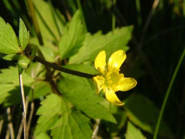 キツネノボタン