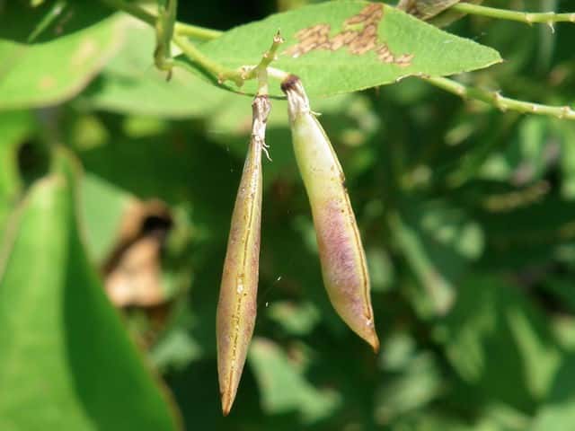 �i���e���n�M