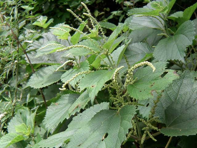 ニオウヤブマオ