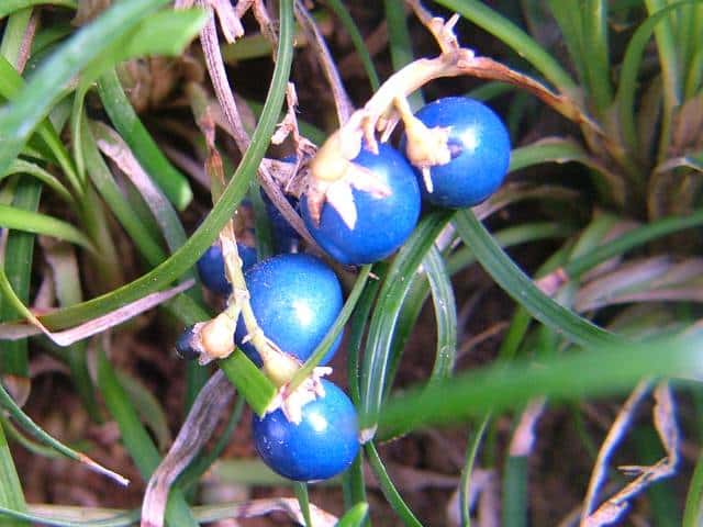 ジャノヒゲ果実