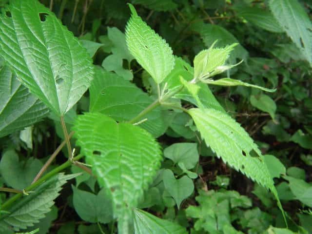 �i�K�o���u�}�I