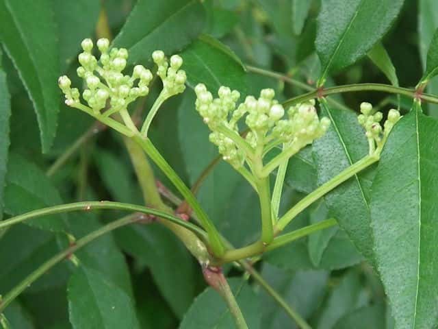 �R�J���X�U���V���E