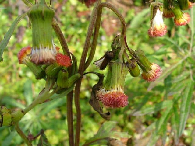 ベニバナボロギク