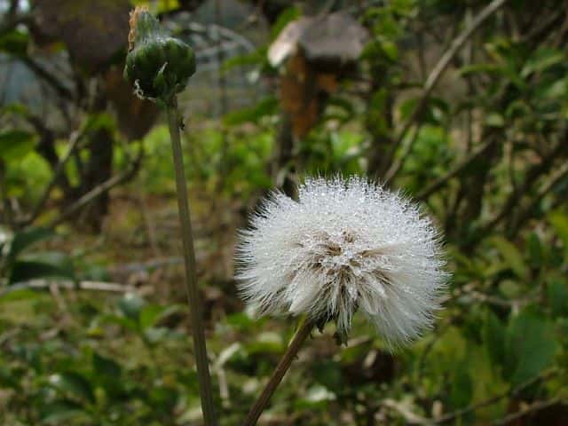 オニノゲシ果実