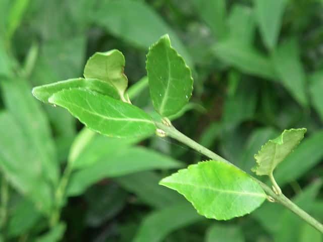 �c���}�T�L