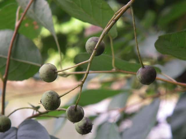 �U�C�t���{�N