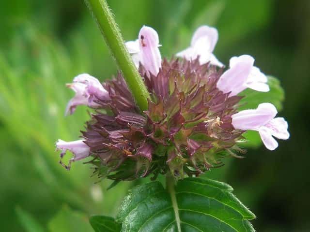 �N���}�o�i