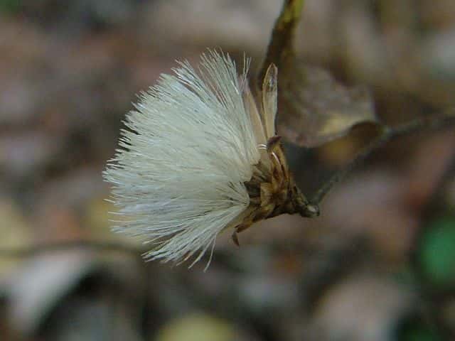 コウヤボウキ果実