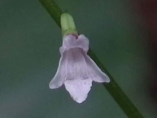 ナガバハエドクソウ