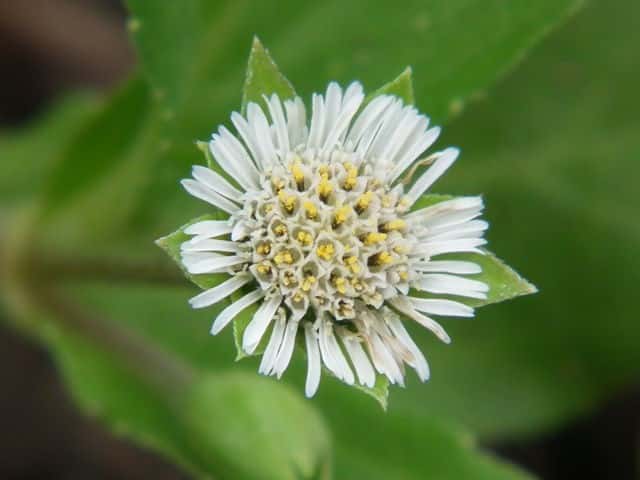 アメリカタカサブロウ