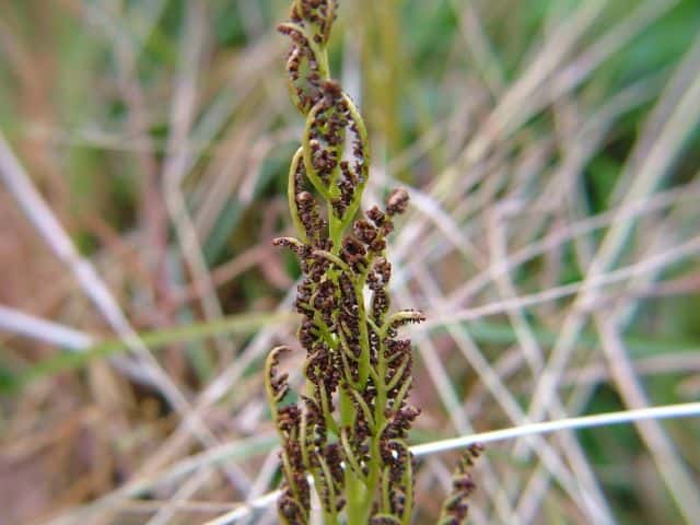 フユノハナワラビ