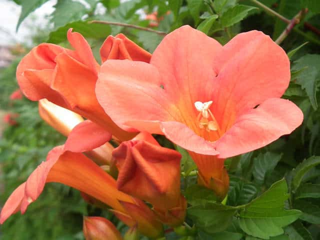 ノウゼンカズラ