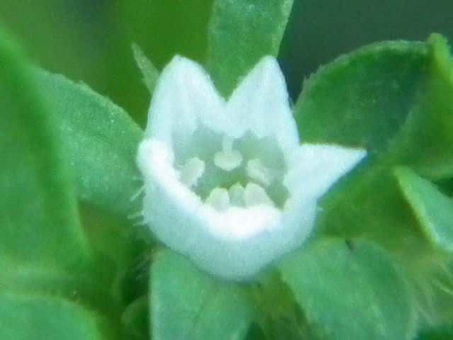 �n�V�J�O�T