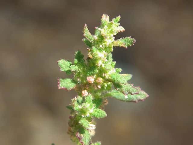 �S�E�V���E�A���^�\�E