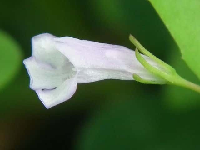 �A�����J�A�[�i