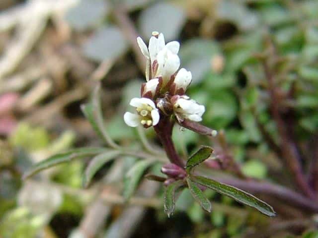 ミチタネツケバナ