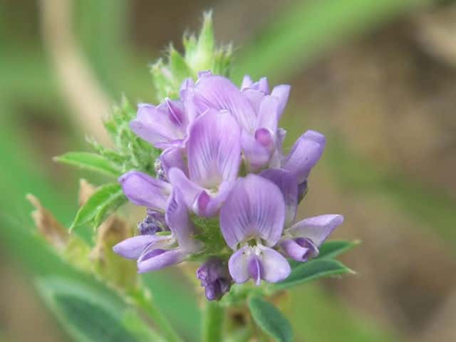 ムラサキウマゴヤシ