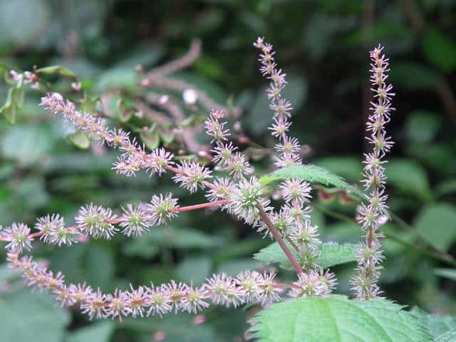 �N�T�R�A�J�\