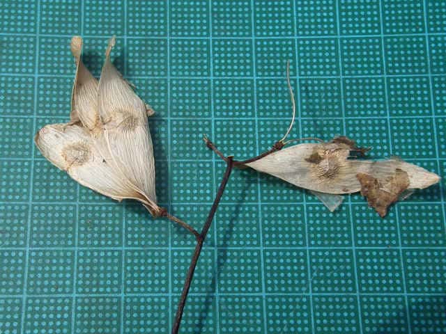 �j���E���V