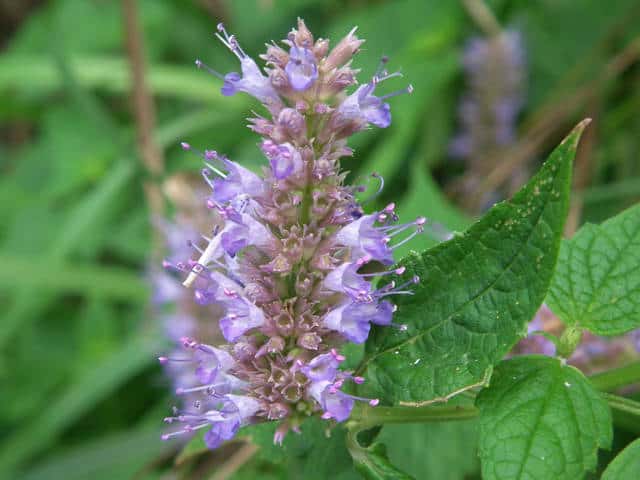 �J���~�h��